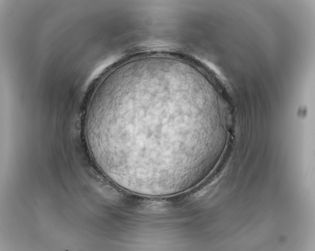 X0000091581309200709101010