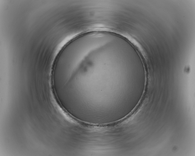 X0000091581333200709101010