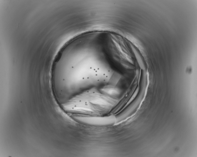 X0000091581334200709101010