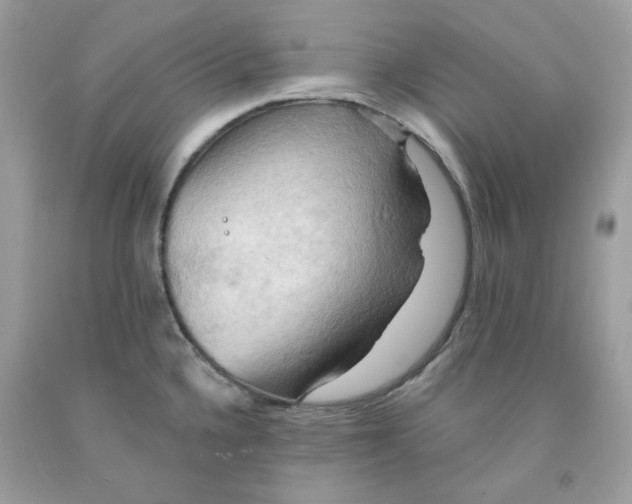 X0000091581336200709101010