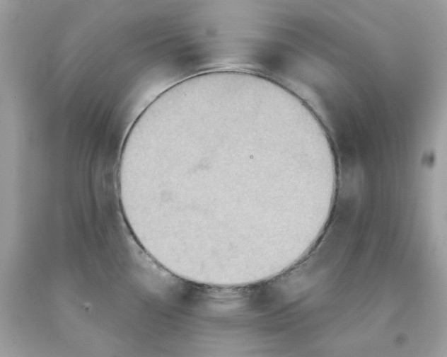 X0000091581338200709101010