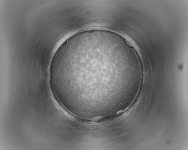 X0000091581341200709101010