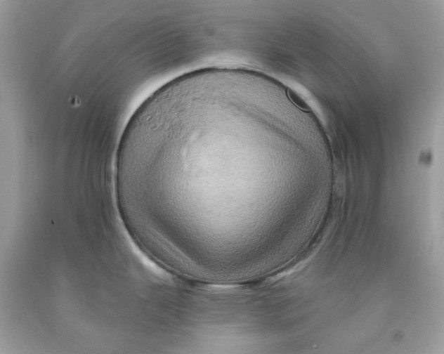 X0000091581343200709101010