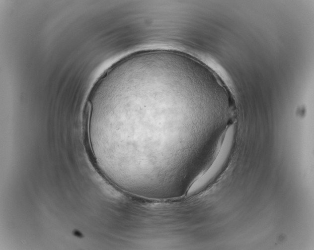 X0000091581380200709101009