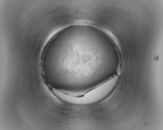 X0000091581384200709101009