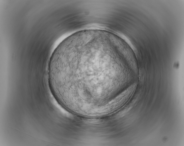 X0000091581387200709101009