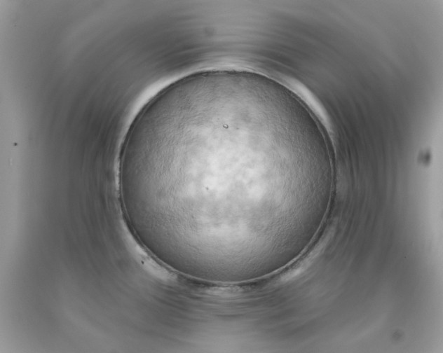 X0000091581388200709101009