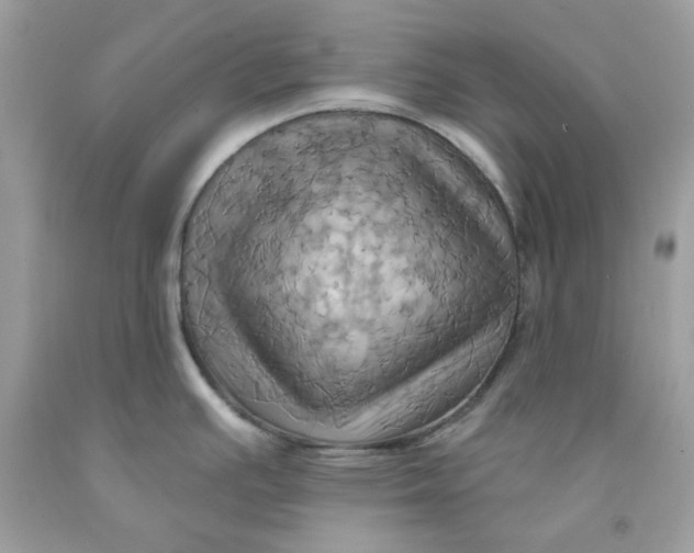 X0000091581391200709101009