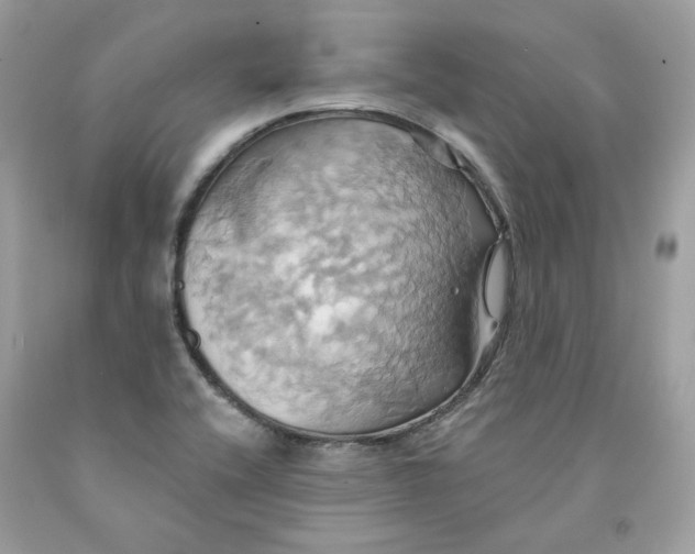 X0000091581416200709101008