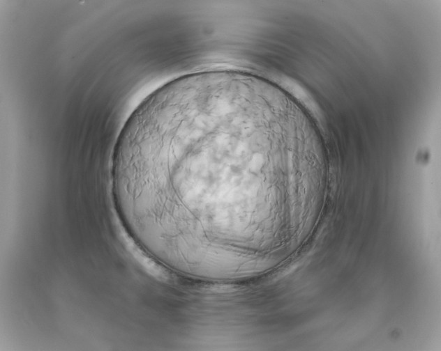 X0000091581431200709101008