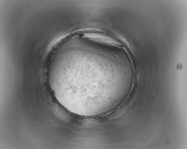 X0000091581448200709101008