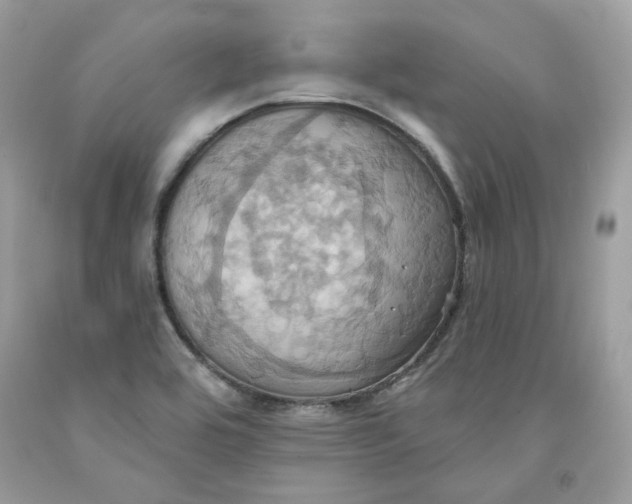 X0000091581464200709101008