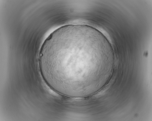 X0000091581486200709101007