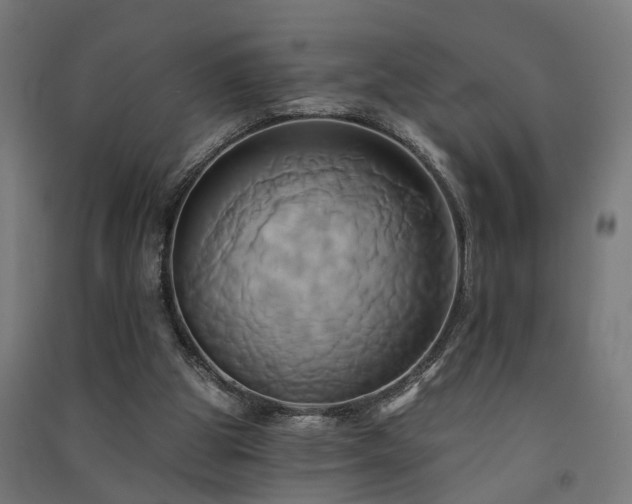 X0000091590153200708201237