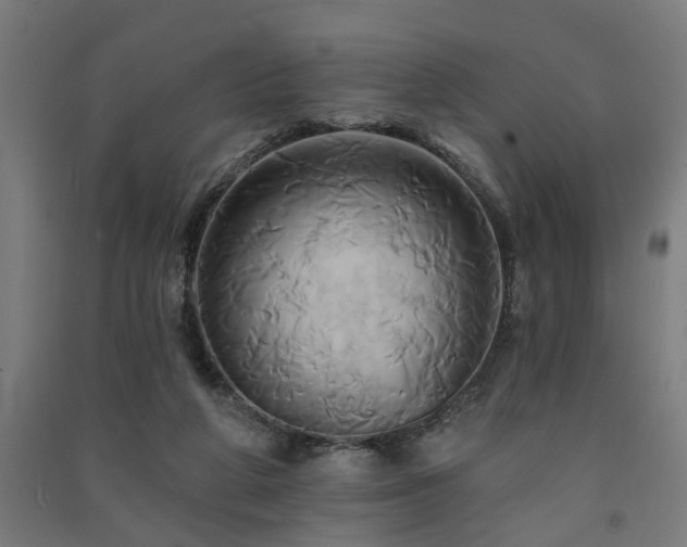X0000091590210200708201237