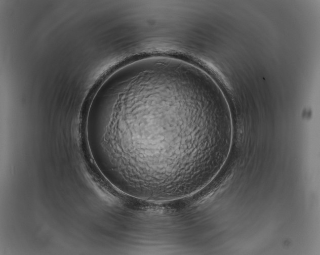 X0000091590439200708201233