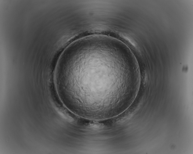 X0000091590455200708201233