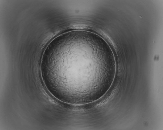 X0000091590529200708201232