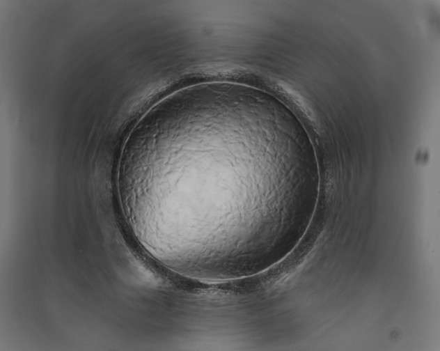 X0000091590633200708201230