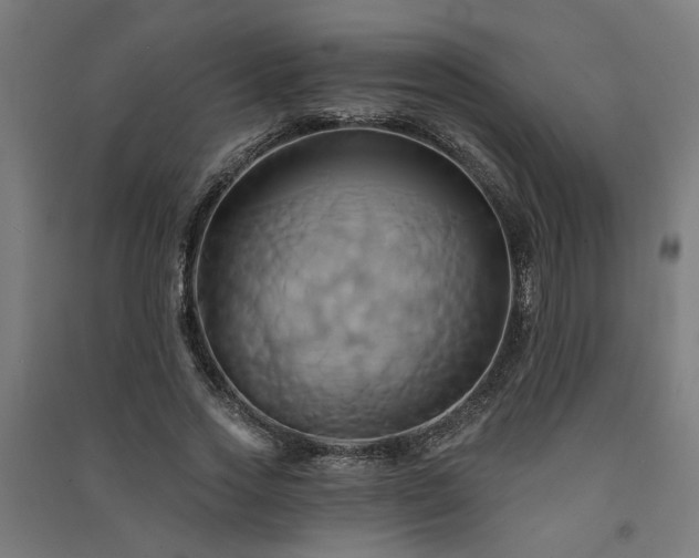 X0000091590733200708201229