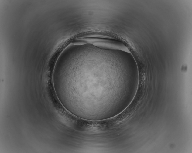 X0000091590736200708201229