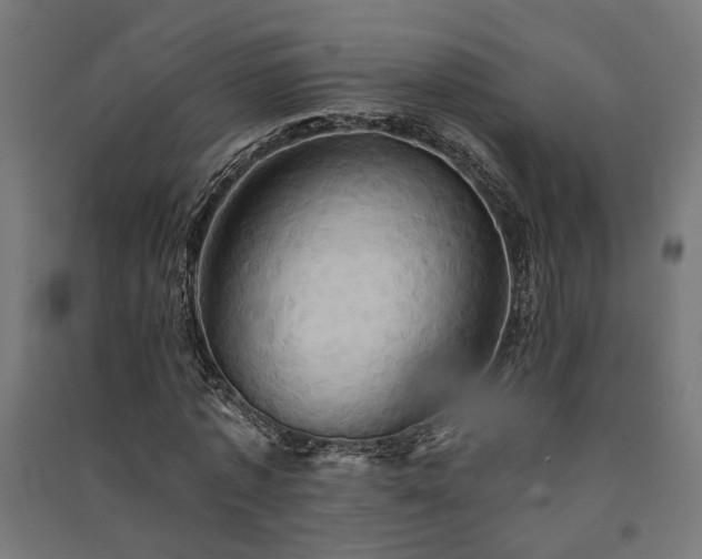 X0000091590773200708201229