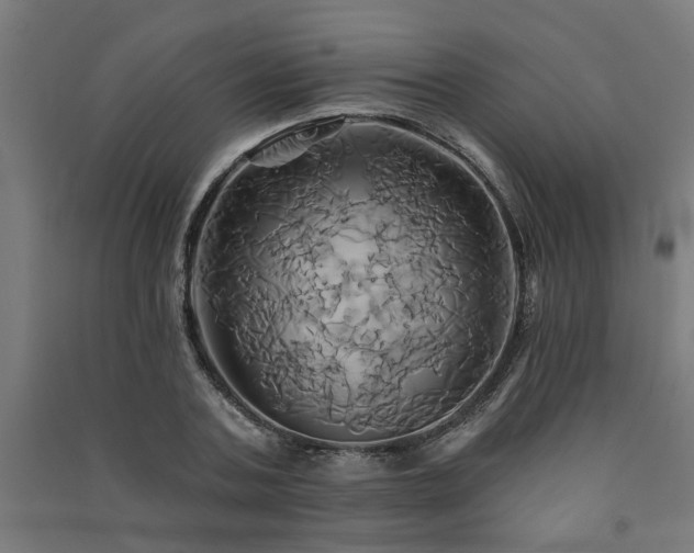 X0000091590787200708201229