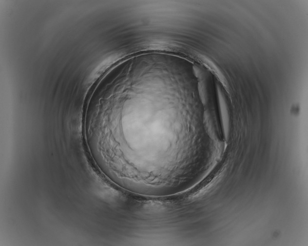 X0000091590938200708201227