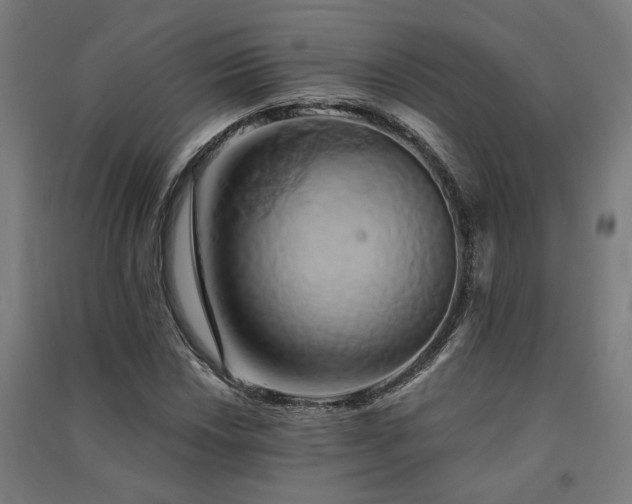 X0000091591018200708201225