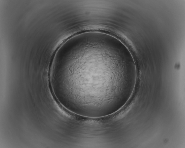 X0000091591033200708201225