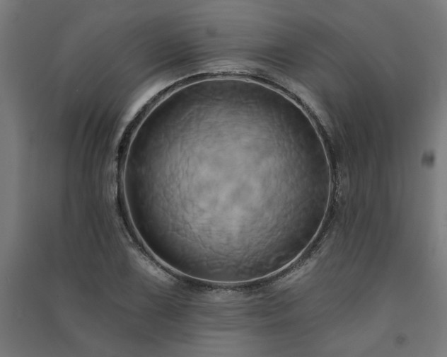 X0000091591075200708201225