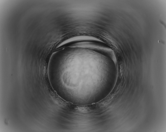 X0000091590417200708271248