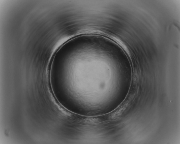 X0000091591053200708271239