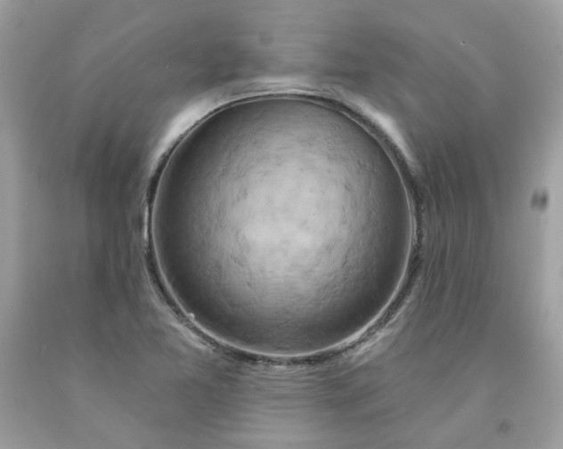 X0000091591365200709051113
