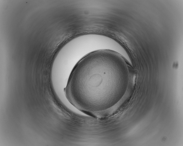 X0000091590546200709101042