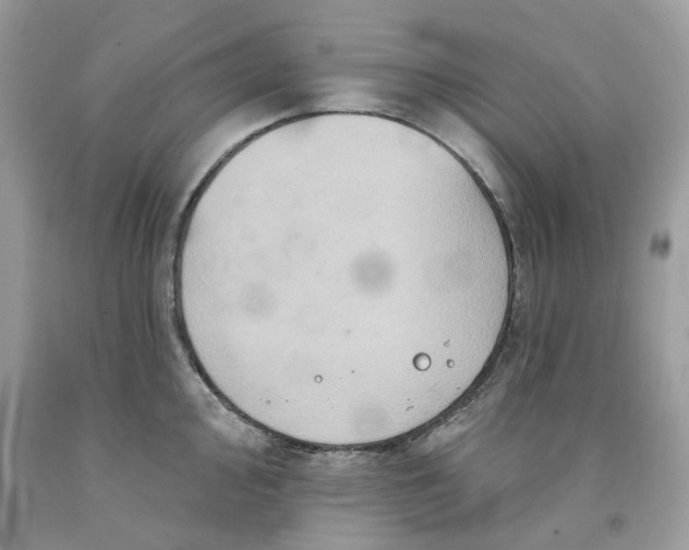 X0000091591000200709101036