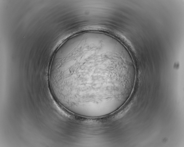 X0000091591033200709101036