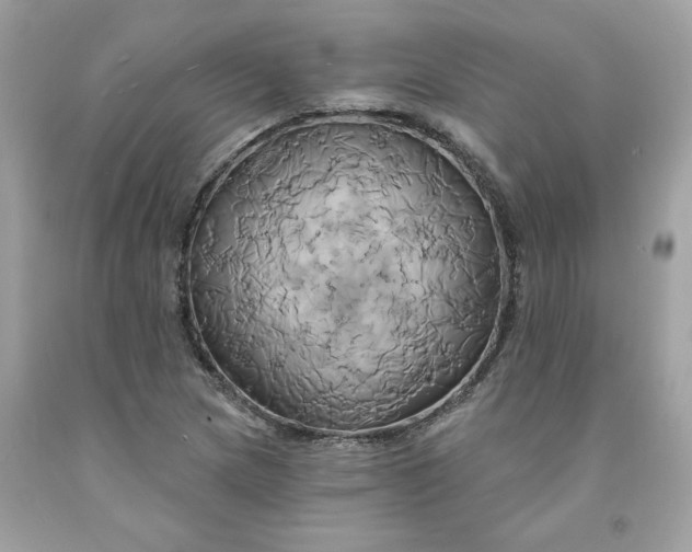 X0000091591217200709101033