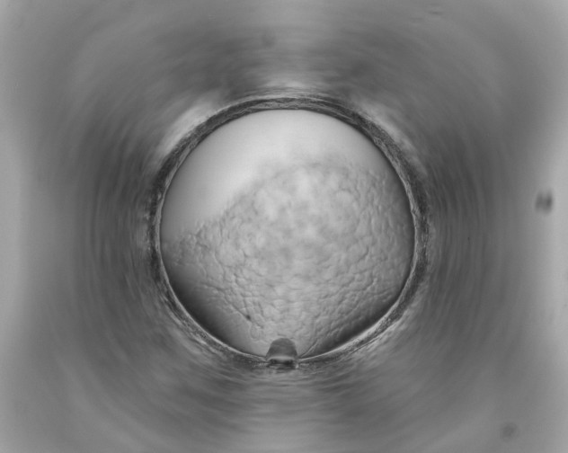 X0000091591259200709101033