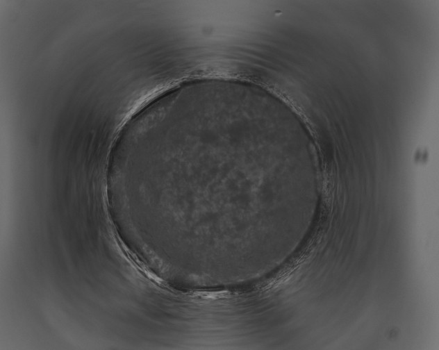 X0000091650434200708231225