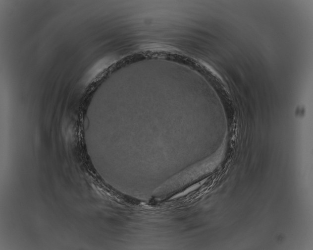 X0000091650775200708231220