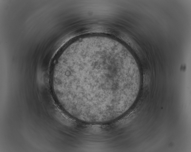 X0000091650828200708231219