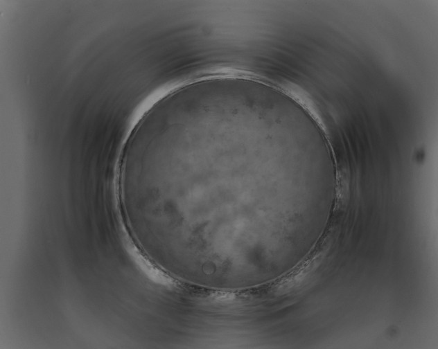 X0000091651098200708231215