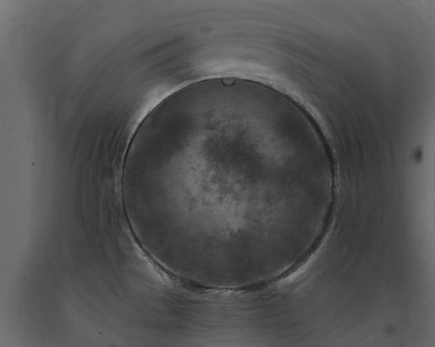 X0000091651529200708231210