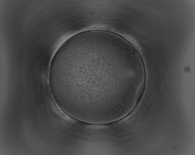 X0000091651296200708301411