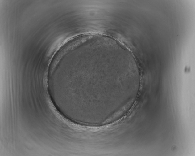 X0000091650002200709061009