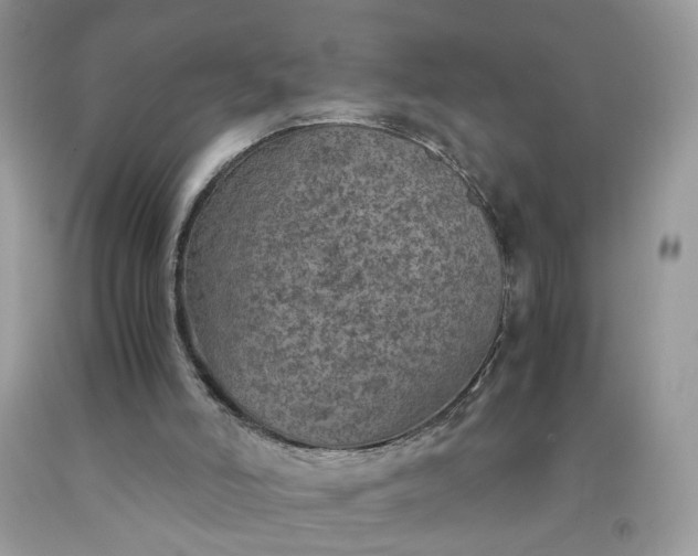 X0000091650006200709061009