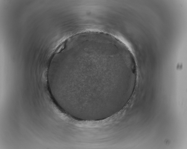 X0000091650009200709061009