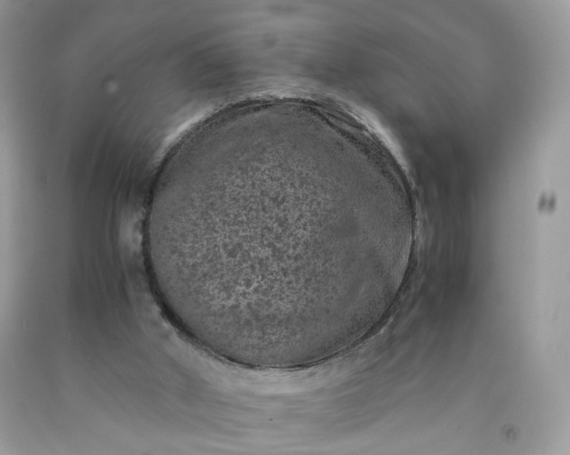 X0000091650010200709061009