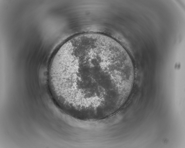 X0000091650012200709061009